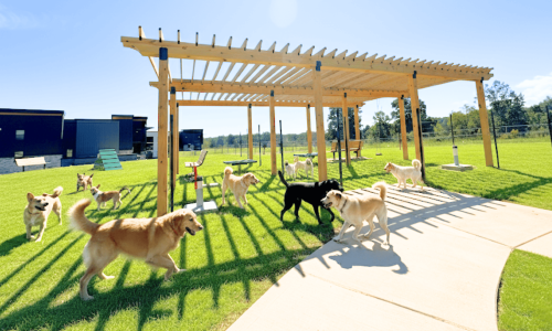 dogs outside at the dog park 