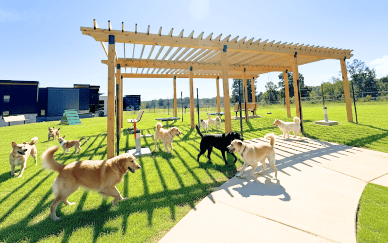 dogs outside at the dog park 