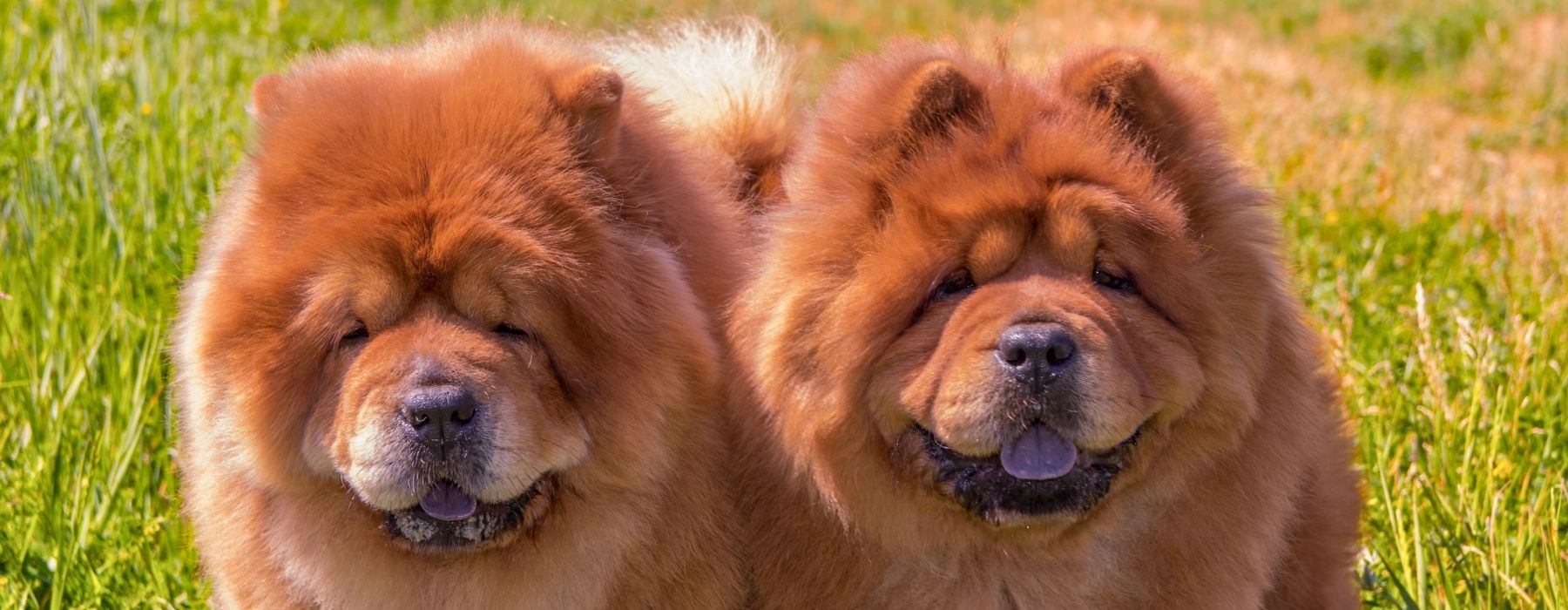 two dogs sitting in a field 