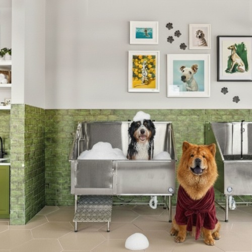 dogs about to get groomed 