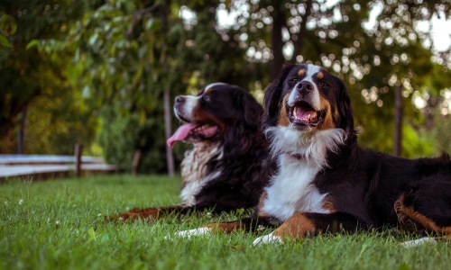 Pet Rents  Cover Image