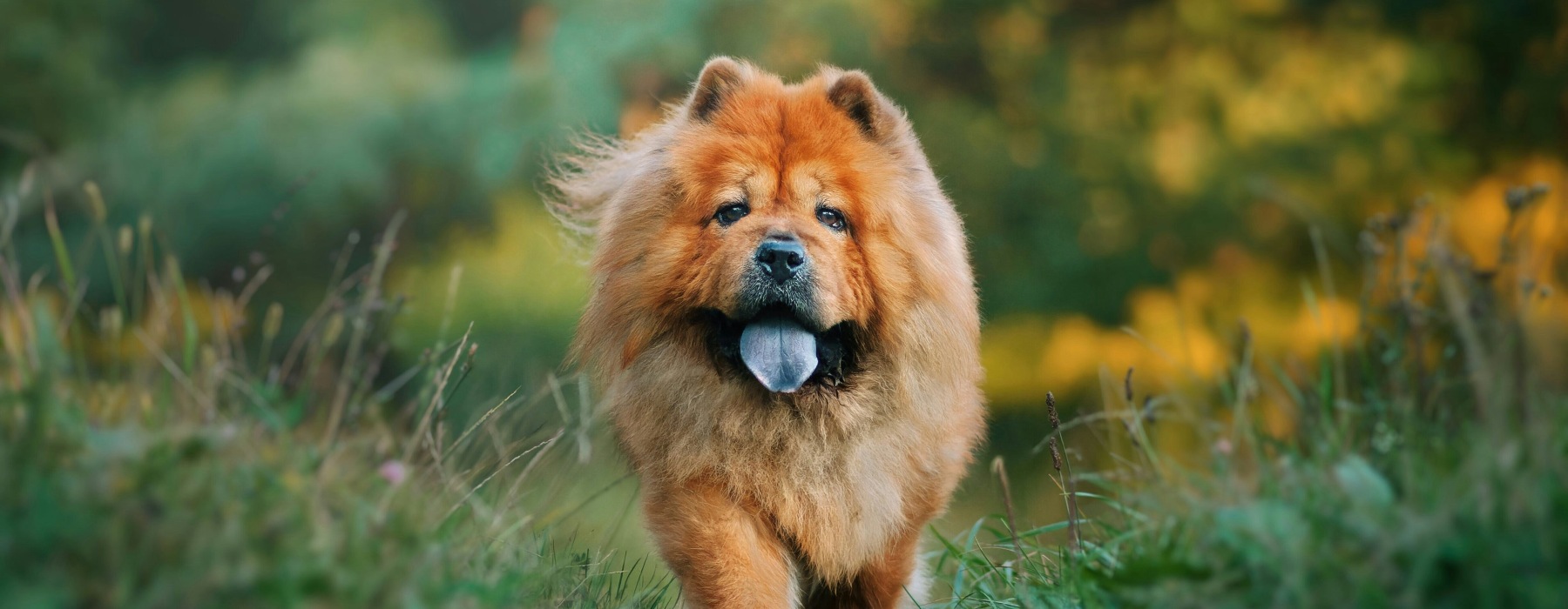a dog walking outside